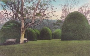 Boxwoods Sweet Briar Virginia Albertype