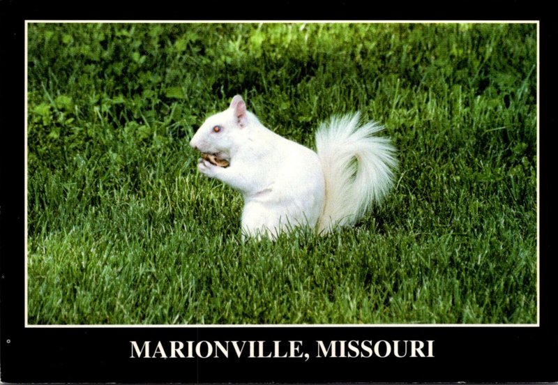 Missouri Marionville Home Of The White Squirrel