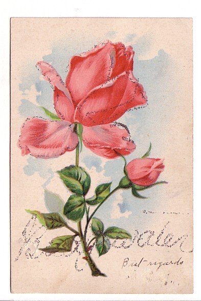 Rose with Glitter, Bridgewater  Nova Scotia, Used