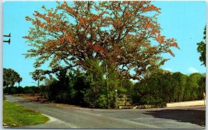 Postcard - The Famous Kapok Tree - Clearwater, Florida