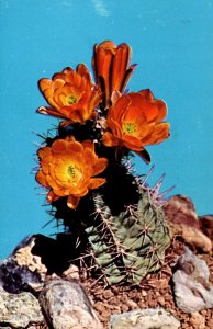 California Cactus Salmon Flowered Hedgehog