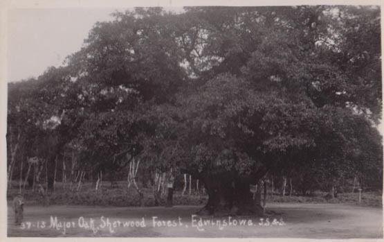 Major Oak Sherwood Forest Edwinstowe 2x Old Real Photo Postcard s