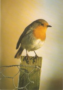 lRobin  Bird Modern English Postcard. Size 15 x 10.5 cms