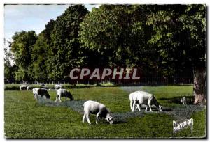 Scene Champetre - Images of France - sheep - sheep - Old Postcard