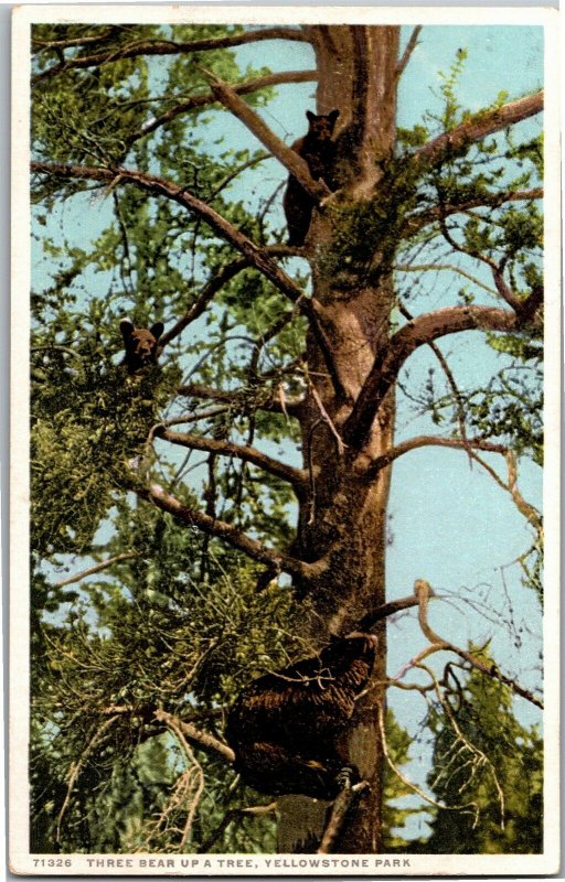 Three Bears Up a Tree Yellowstone Park Phostint Vintage Postcard R21