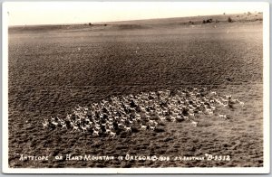 Antelope On Hart Mountain In Oregon OR Real Photo RPPC Postcard