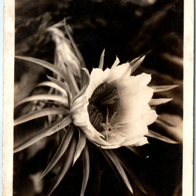 c1920s Blooming Cactus Flower RPPC Hawaii Bogoa Poisonous? Real Photo A134