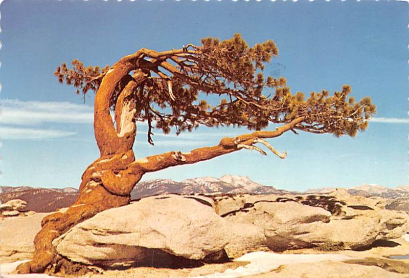 Jeffrey Pine - Yosemite National Park, CA