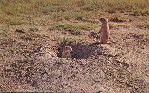 Prairie Dog - Burrowing Rodent in Grasslands of North America