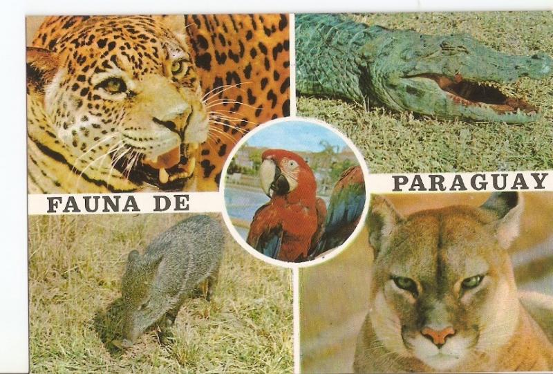 Postal 030684 : Paraguay. Fauna