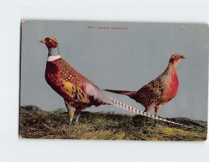 Postcard Oregon Pheasants, Oregon
