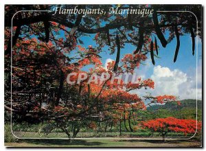 Modern Postcard Flaming Martinique