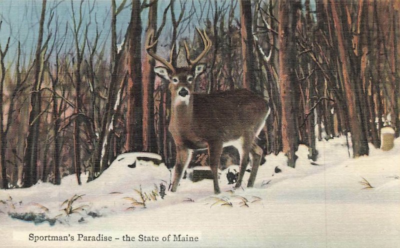 Sportsman Paradise Deer State Of Maine VTG P71