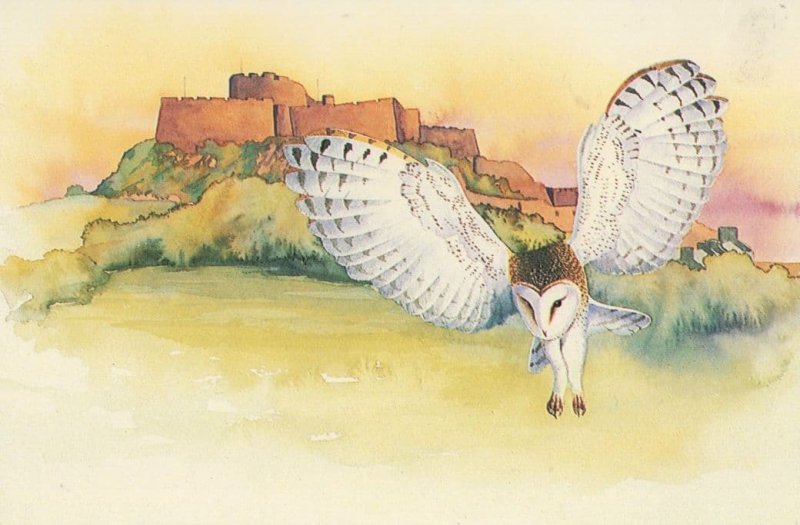 Barn Owl At Mount Orguell Jersey Painting Postcard