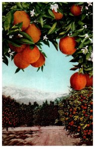 California Orange Grove Mitchell Postcard