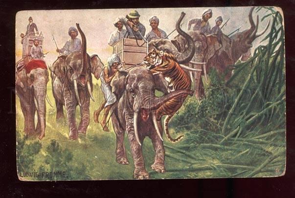 026125 Indian ELEPHANTS & Tiger HUNT by FROMME Vintage PC