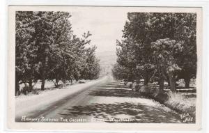 Highway Through The Orchards Eastern Washington RPPC 1950c postcard