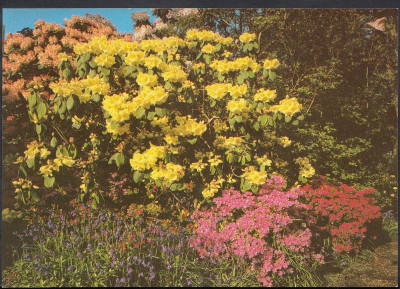 Hampshire Postcard - Spring Colour at Exbury Gardens, Nr Southampton RR1599