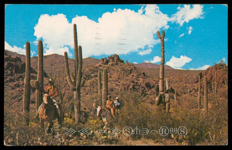 Saguaro Group in the Rugged Desert Hills