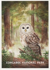 Congarve National Park Owl Fireflies South Carolina USA Postcard