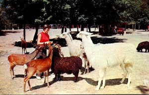 Pennsylvania Stroudsburg Pocono Wild Animal Farm Sika Deer Karakul Sheep Llam...