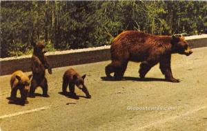 American Black Bear Bear Postcard
