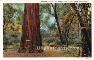 General Grant, Big Tree Grove - Santa Cruz, California CA  