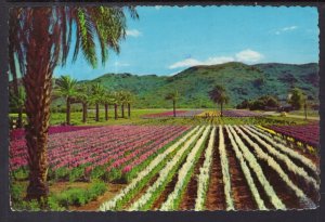 Japanese Flowers Gardens,Phoenix,AZ BIN
