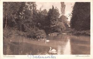 BR52217 Radenweiler Badenweiler cygne swan   Germany