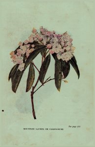 Vintage 1922 Print Mountain Laurel Mayflower 2 Side Flowers You Should Know