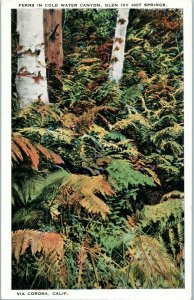 Ferns in Cold Water Canyon Glen Ivy Hot Springs Via Corona California Postcard