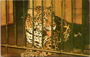 Illinois Coal Valley Niabi Zoo Leopard