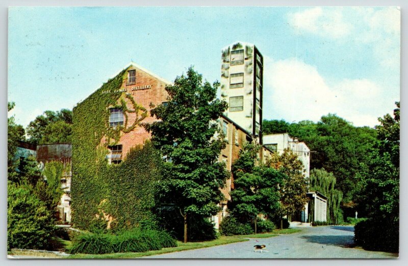 Lynchburg TN~Jack Daniels Hollow~Ivy Covered Distillery~Dog Crosses Road~1960s 