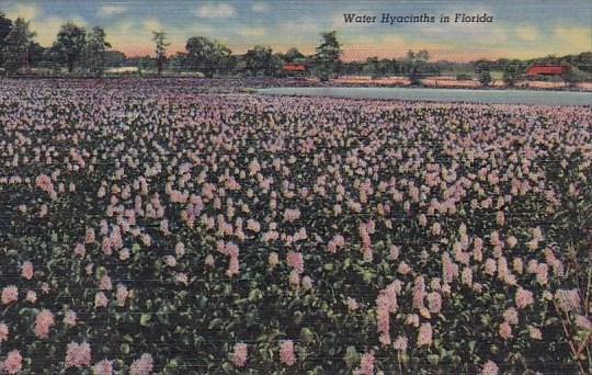Water Hyacinths In Florida Curteiclh
