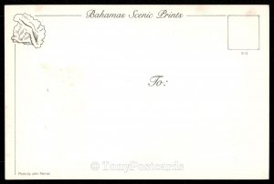 Nassau - Sunrise from Paradise Island Bridge