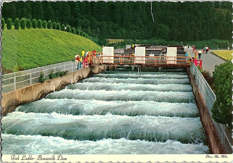 Fish Ladder Booneville Dam Oregon Vintage Postcard Continental View Card 