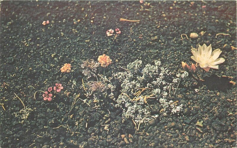 Craters of the Moon National Monument Idaho ID common flowers Postcard