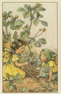 Black Medic Fairy Old Fairies Book Picture Stunning Postcard