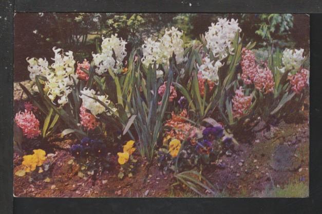 Hyacinths and Pansies Postcard 