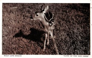 VINTAGE POSTCARD WHITE BORDER FAWN OF THE RED DEER HUNTSVILLE WILD LIFE SERIES