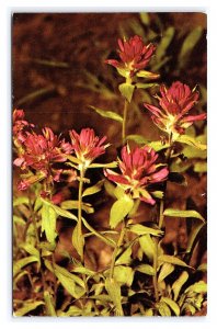 Indian Paintbrush Yellowstone National Park Wyoming Postcard