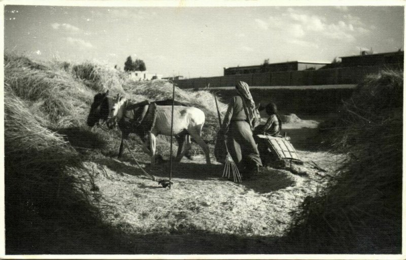 iraq, MOSUL الموصل, Women with Donkey Cart (1950s) RPPC Postcard