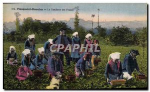 Old Postcard Folklore Plougastel Daoulas Strawberry picking