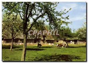 Postcard Modern Normandy Apple Blossoms