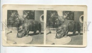 466073 1930-years USSR Moscow ZOO zoology ungulates hippo Vintage STEREO PHOTO