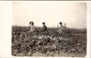Emerson Michigan Harrier Family Farm Harve & Elmer Harvesting Beets Postcard Y18