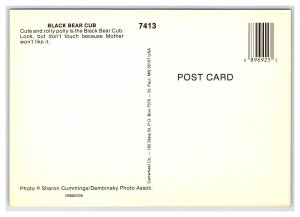 Black Bear Cub Postcard Continental View Card