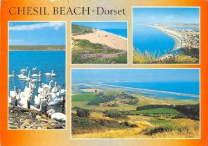 B102764 chesil beach dorset    uk