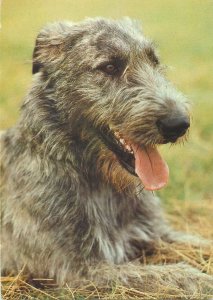 Postcard Irish Wolfhound dog breed dogs