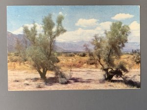 Smoke Trees On The Desert Coachella Valley CA Chrome Postcard A1163085736